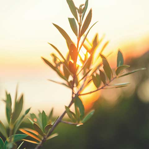 r1i3-olive-tree